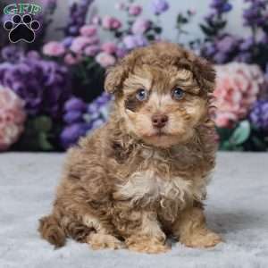 Tonya, Havapoo Puppy